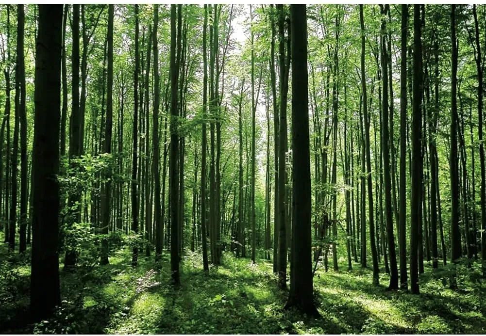 8x6ft Spring Forest Photography Backdrop Green Jungle Forest Sunlight Grassland Wonderland Tree Nature Landscape Background Adventure Camping Picnic Hiking Theme Party Decoration Banner
